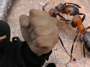 �������������� ��������� ���������, ���������� ���������� ��������������� � ������������ ���������������, ������� ����������� � �������� ������ ���� ����������� ������������