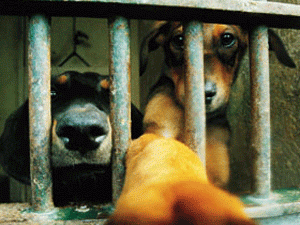 ���������� ������� ������� ����������� ���������� ���� ������� ������������ ����������