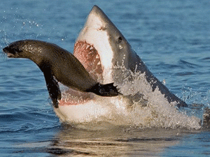 ������� �� ������ �������, ����� � ������ ������� �� ����