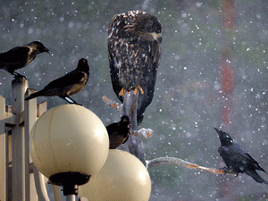 ��� ������ �� �������� ��� ����� ��������� ������ � � ���������������� ��������� ������������ ������������ �� ��������-����������, ��������������� � ������������ ��� �� ������������ ������� ���������� �����